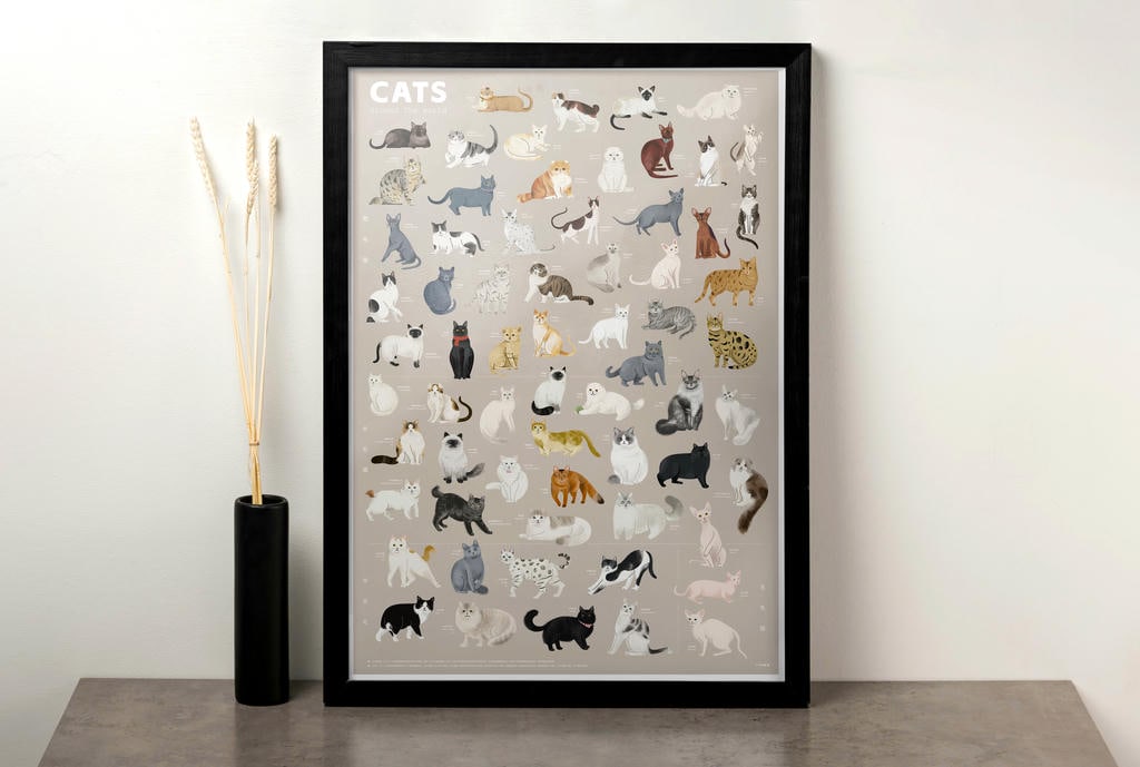 飞屋睿原创扁平风手绘插画案例 科普信息图插画设计 猫咪的种类 信息图装饰画商用场景应用展示