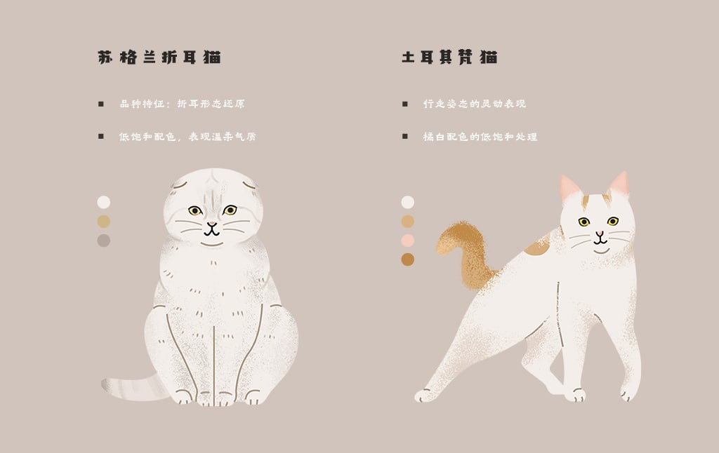 飞屋睿原创扁平风手绘插画案例 科普信息图插画设计 猫咪的种类 苏格兰折耳猫与土耳其梵猫形象细节解析
