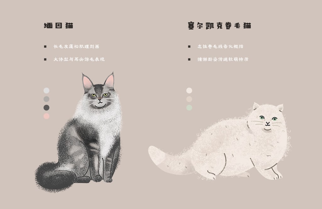 飞屋睿原创扁平风手绘插画案例 科普信息图插画设计 猫咪的种类 缅因猫与塞尔凯克卷毛猫形象细节解析