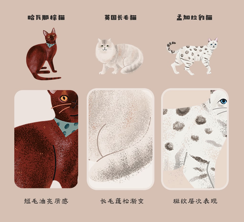 飞屋睿原创扁平风手绘插画案例 科普信息图插画设计 猫咪的种类 猫咪毛发质感与斑纹细节展示